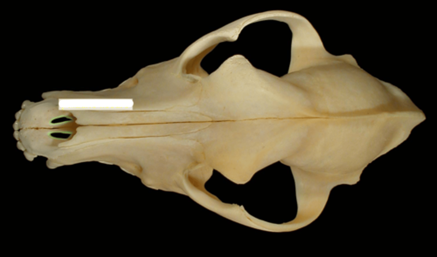 knowt flashcard image