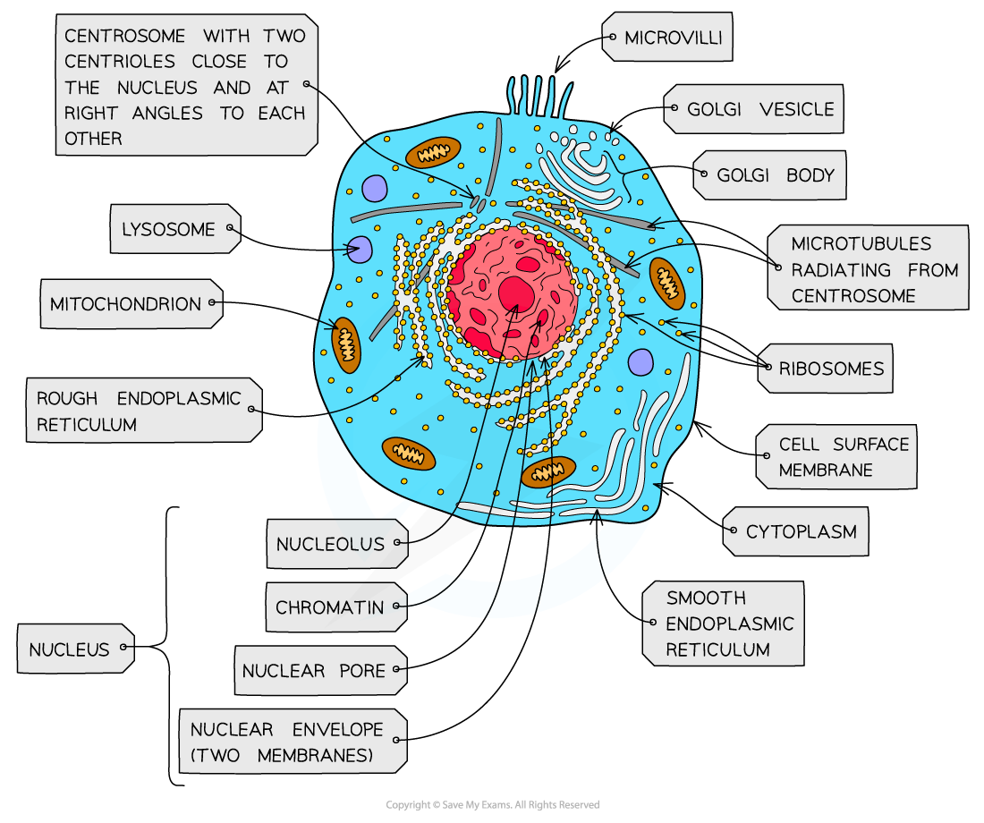 <ul><li><p>site of aerobic respiration</p></li><li><p>(krebs cycle and oxidative phosphorylation) to produce ATP</p></li><li><p>they are found in large numbers in muscles and epithilial</p></li></ul><p></p>