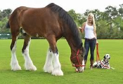 <p>Identify the breed of horse? </p>