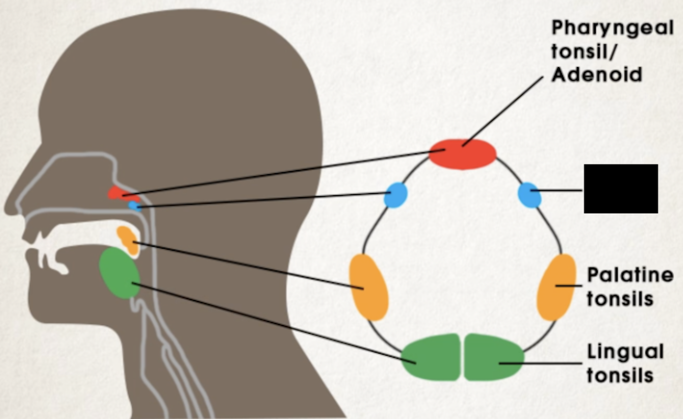 <p>slightly below adenoid, behind 2 eustachian tube openings</p>