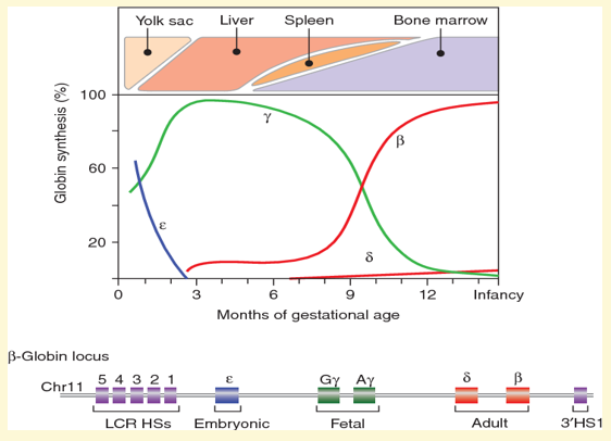 <p><span><span>Hydroxycarbamide induces reactivation of gamma globin locus resulting in increased fetal Hb (HbF)</span></span></p><p></p>
