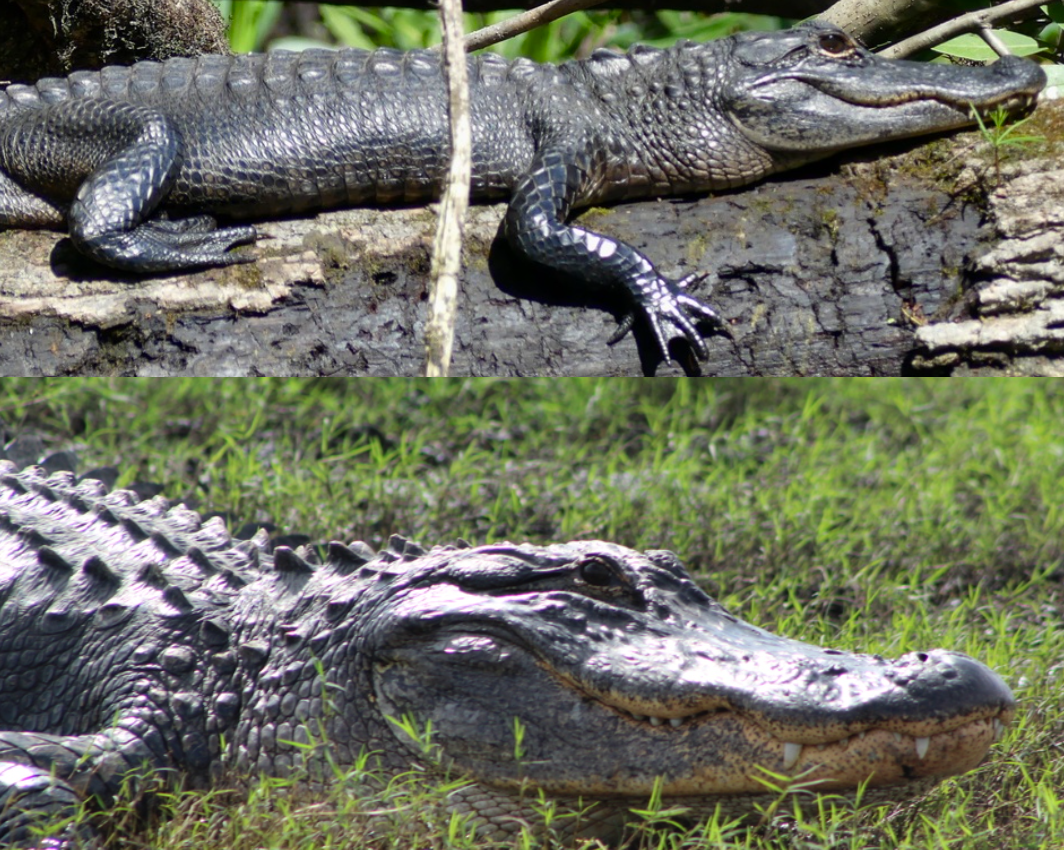 <p>American Alligator, FL native, live in SE USA, wide snouts, lower teeth aren’t visible when mouth is closed, young have prominent stripes</p>