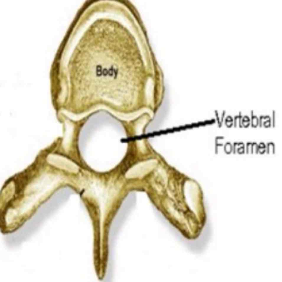 <p>cat #3 / round or oval opening through bone / vertebral foramen</p>