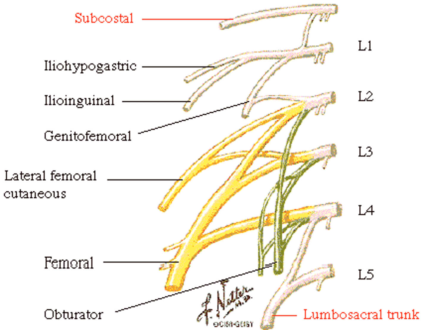 <p>femoral and obturator nerve</p>