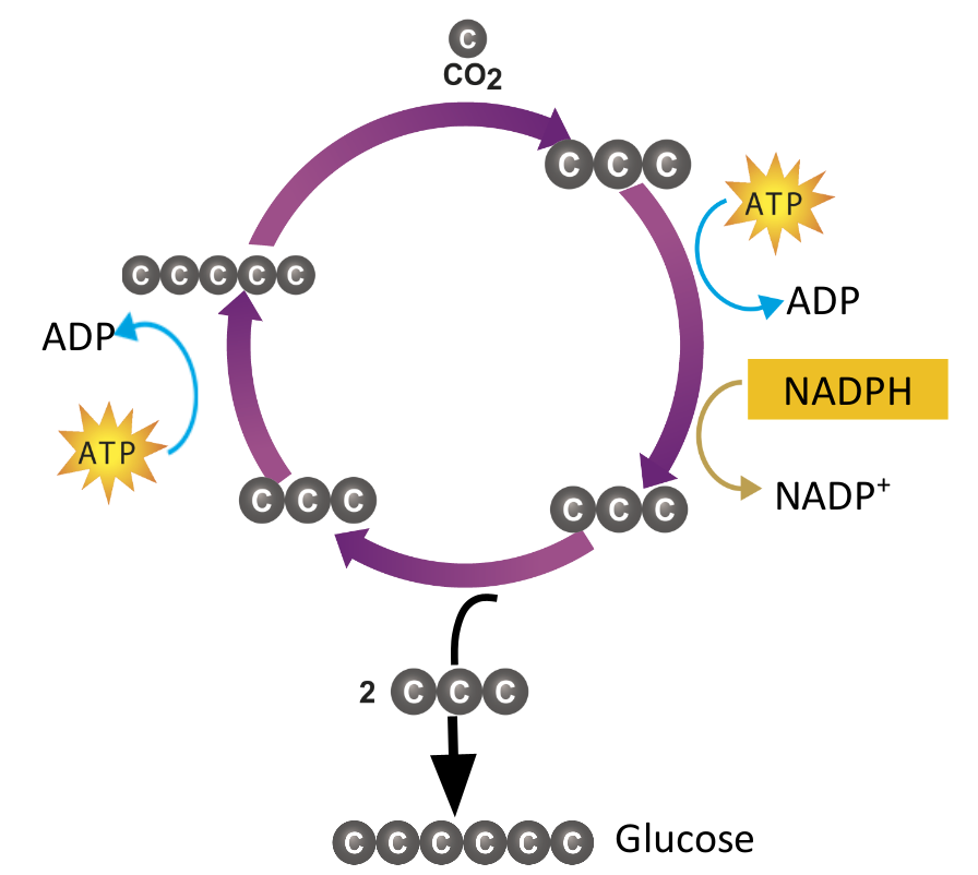 <p>Takes place in the stroma of the chloroplast</p><p>It takes CO2 from the air and converts it to</p><p>glucose.</p><p>To do this, it uses the energy in ATP and the</p><p>electrons in NADPH (which were both made</p><p>in the Light Reactions)</p>