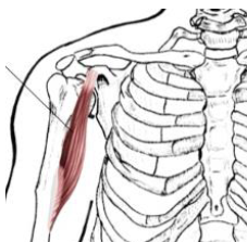 <p><strong>Origin</strong>: coracoid process of scapula</p><p><strong>Insertion</strong>: medial surface of shaft of humerus</p><p><strong>Action</strong>: shoulder flexion, shoulder adduction</p>