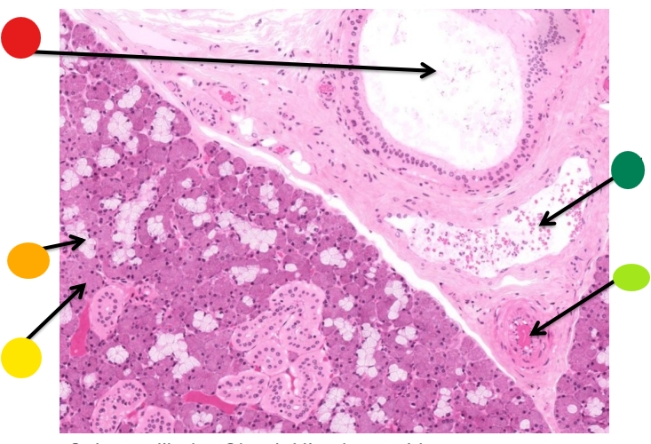 <p>red, name and tissue type</p>