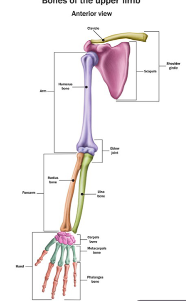 <p>30 bones form skeletal framework of each upper limb</p><ul><li><p>Arm</p><ul><li><p> Humerus</p></li></ul></li><li><p>Forearm</p><ul><li><p>Radius and ulna</p></li></ul></li><li><p>Hand</p><ul><li><p>8 carpal bones in the wrist</p></li><li><p>5 metacarpal bones in the palm</p></li><li><p>14 phalanges in the fingers</p></li></ul></li></ul><p></p>