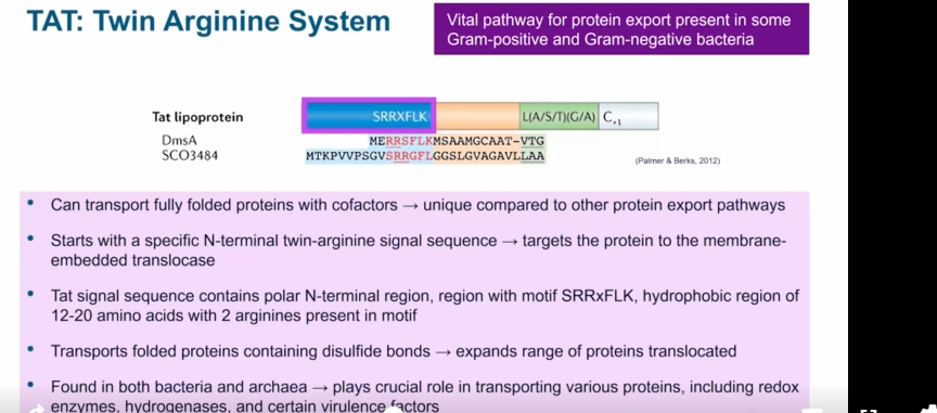 <p><strong>Sec system: </strong>translocation of unfolded/partially folded proteins. NEEDS to recognize N-terminal signal peptide</p><p><strong>Tat System: </strong>translocation of folded proteins. NEEDS to recognize N-terminal signal with twin arginine. </p><ol><li><p>Precursor protein binds to TatBC bia tat signal sequence.</p></li><li><p>TatA is recruited to form a ring/large pore.</p></li><li><p>protein gets moved throughout the membrane via electrochemical gradient proteins.</p></li><li><p>Signal sequence is clefted by surface peptidase and signal is left behind in membrane while mature protein is released.</p></li></ol><p></p>