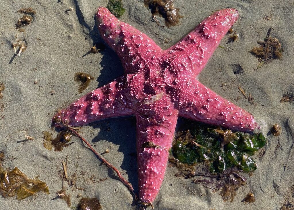 <p>Sea stars, sea urchins</p>