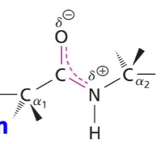 <ul><li><p>Covalent</p></li><li><p>Amide</p></li><li><p>No Charge</p></li><li><p>Polar</p></li><li><p>Abs UV light at 230 nm</p></li><li><p>Formed by dehydration/condensation reaction</p></li><li><p>e- are delocalized: have resonance with aprtial double bond character and no rotation around C-N bond (rigid and planar)</p></li><li><p>Functional groups can be H-bond donors or acceptors</p></li></ul><p></p>