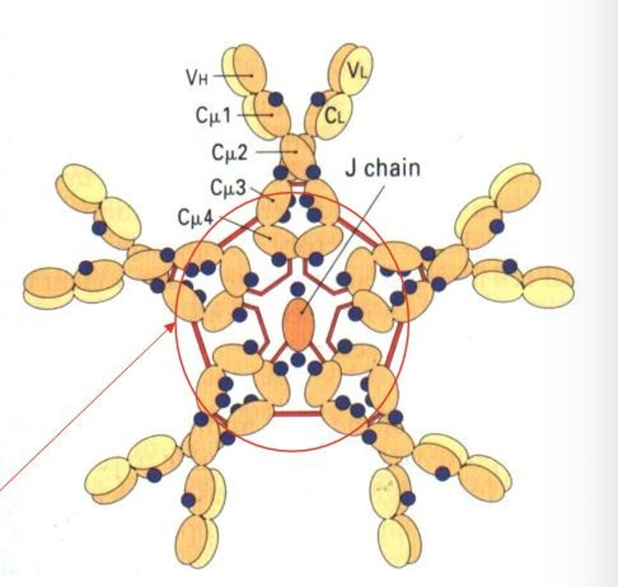 <p>First antibody produced by naive B cells.</p>