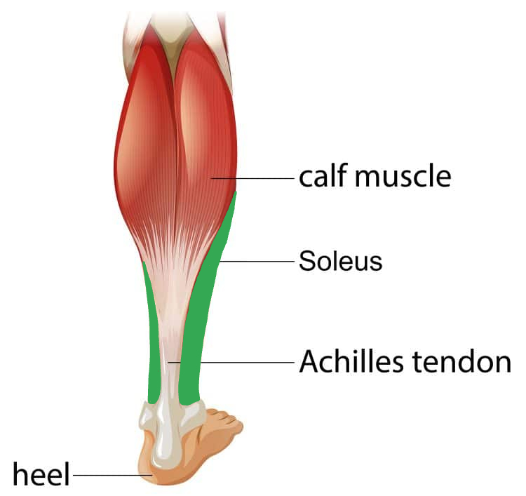 What is this muscle?