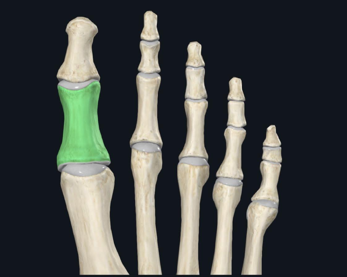 <ol><li><p>Todos presentan tres falanges: proximal, media y distal, excepto el primero</p></li><li><p>Su flange proximal esta flanqueada por dos huesos sesamoideos</p></li></ol>