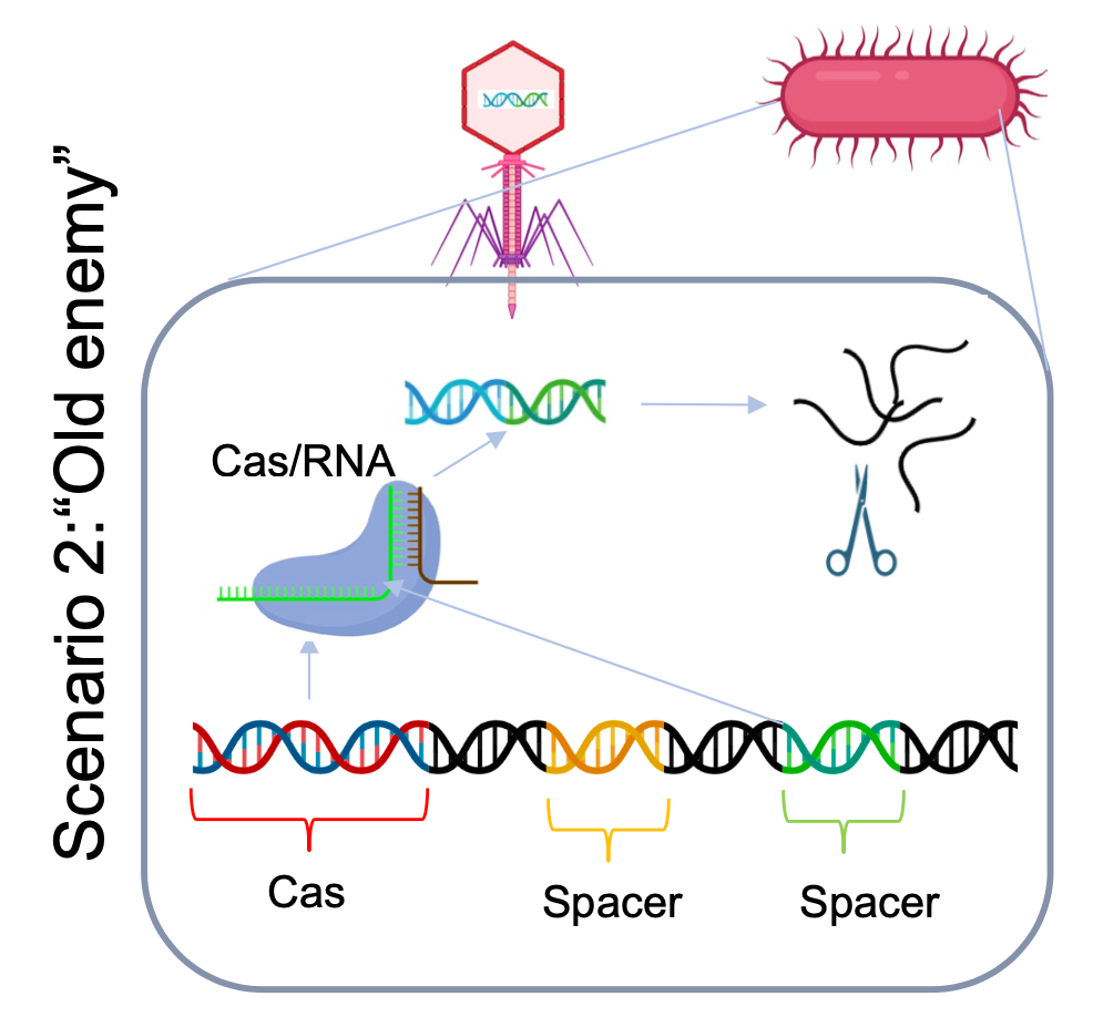 <p>Fungerer som en molekylær saks, som kutter virus-DNA neste gang det dukker opp – guidet av RNA laget fra spaceren.</p>