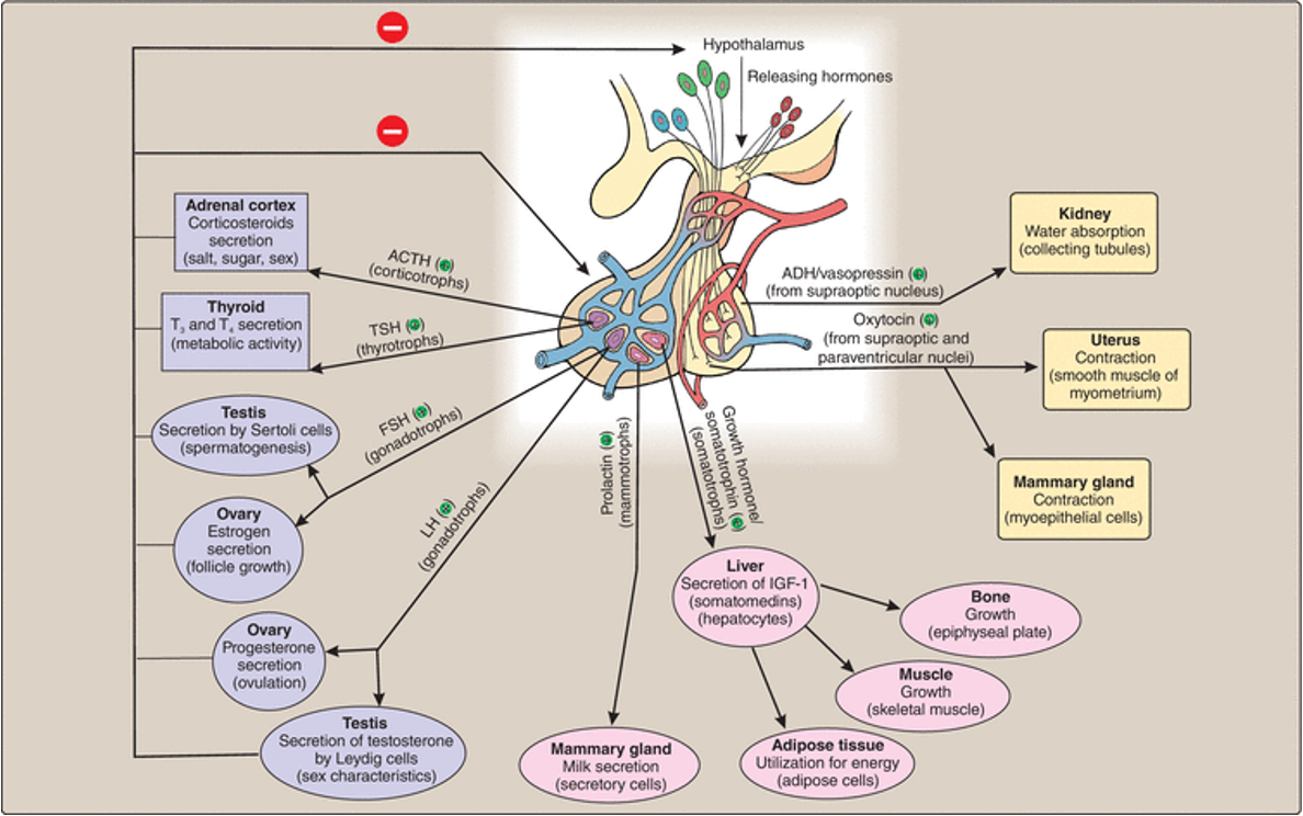 <p>Anterior pituitary hormones:</p><ul><li><p>GH (growth hormone: promotes growth of bone, muscle, adipose tissue)</p></li><li><p>Prolactin (stimulates lactation/ maternal behaviours)</p></li><li><p>Stimulating/ tropic hormones:</p></li><li><p>TSH (thyroid stimulating hormone)</p></li><li><p>FSH (follicular stimulating hormone) - spermatogenesis/ ovary follicle growth</p></li><li><p>LH (luteinising hormone) - sex hormone</p></li><li><p>ACTH (adrenocorticotropic hormone) - steroid hormone stimulates release of cortisol</p></li></ul><p></p><p>Posterior pituitary hormones: </p><ul><li><p>oxytocin (expression of milk and uterine contraction)</p></li><li><p>ADH (aka vasopressin) (water reabsorption in kidney, promotes vasoconstriction</p></li></ul><p></p><p></p>
