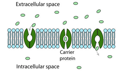 <p>The molecule and protein bind and the protein passes it to the other side</p>