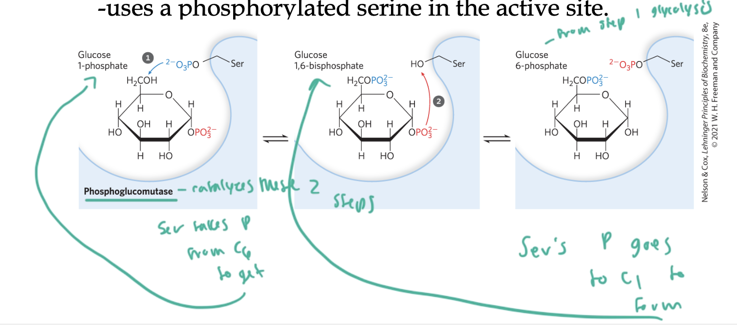 <ul><li><p>glucose enters a cell and gets P’d to glucose-6-phosphate by hexokinase so it can stay in the cell</p></li><li><p>glucose-6-phosphate gets converted to glucose-1-phosphate by phosphoglucomutase</p><ul><li><p>P’d Ser of phosphoglucomutase gives its P to the C6 of  glucose-1-phosphate then the same Ser takes the P from the C1 of glucose, yielding glucose-6-phosphate</p></li></ul></li></ul><p></p>