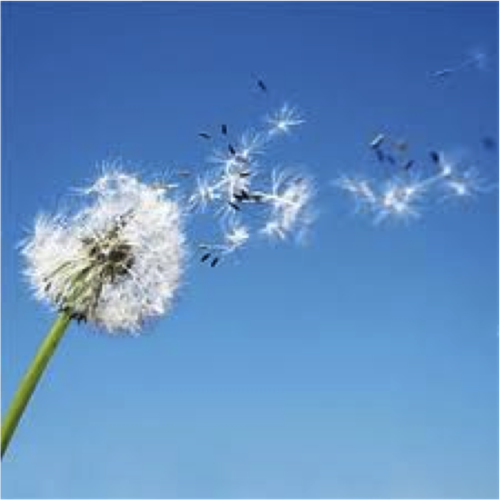 <p>to scatter far and wide; to spread abroad</p>