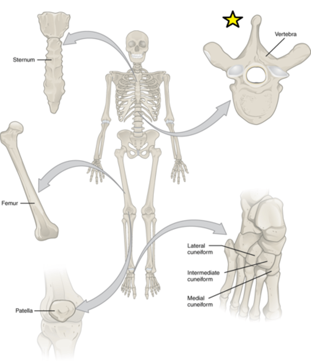 <p>Features: Complex shape</p><p>Functions: Protect internal organs</p><p>Examples: Vertebrae, facial bones</p>