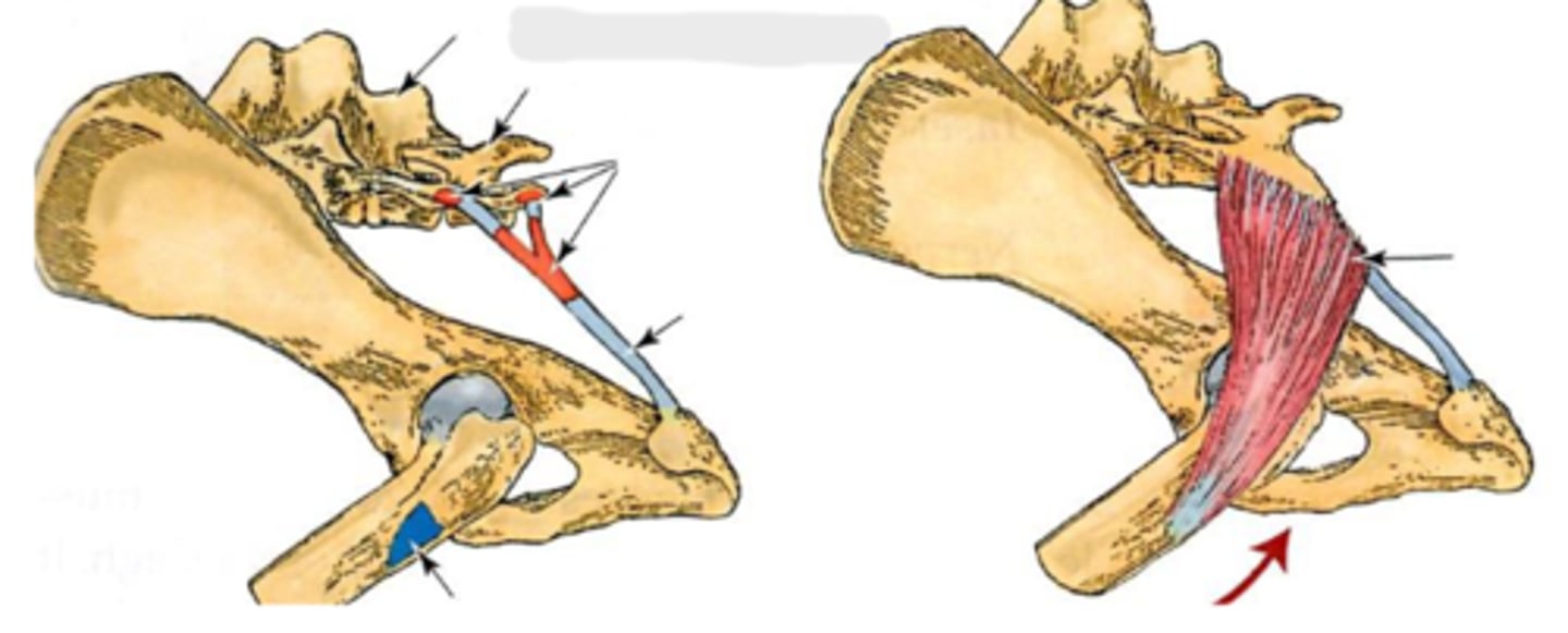 <p>Origin of superficial gluteal</p>