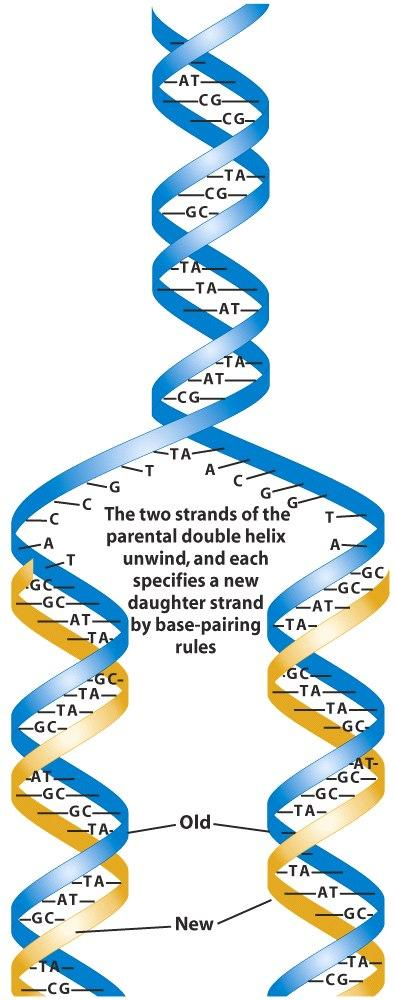 <p>The parent DNA unzips, bases pair with both loose ends to form two new strands.</p>