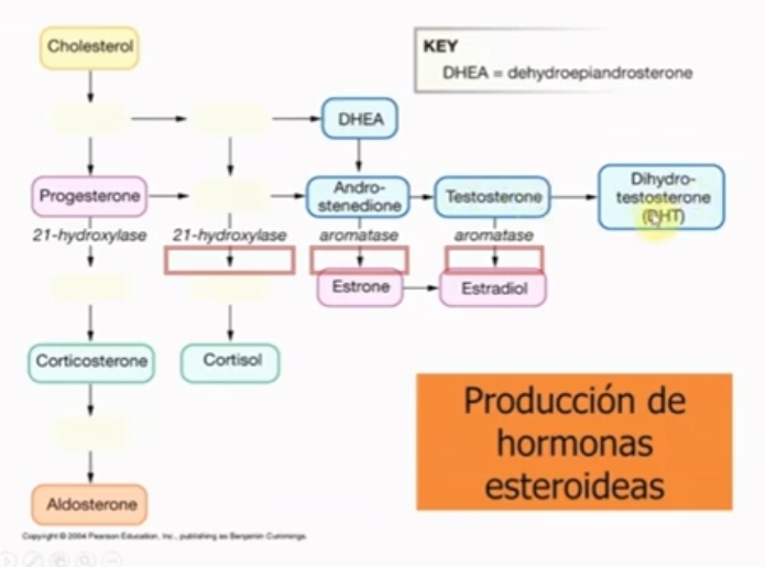 <p>Zona reticular secreta androgenos, la hormona DHEA.</p><p>Andrógenos pueden convertirse por fuera de las glandulas suprarrenales en estrogenos como el estradiol y la testosterona y dihidrotestosterona.</p>