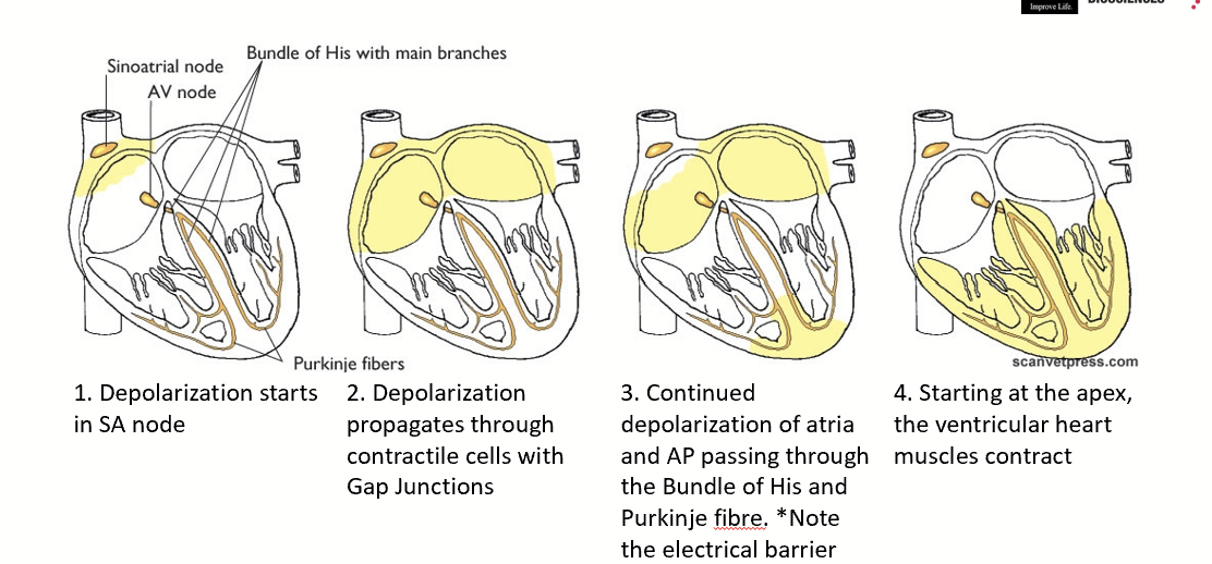 <p>Autorhythmic cells can self-depolarize without stimulation due to a drifting resting membrane potential (increase Na<sup>+</sup> permeability and decreased K<sup>+</sup> permeability) - SA node fastest, then AV node, bundle of His, Purkinje fibers.</p><p>SA node → contractile cells of atria → AV node → bundle of His → Purkinje fibers → stimulates contractile cells of ventricles (start at apex, moving upwards).</p><p>Insulation between atria and ventricles so AV node needed for transmission. AV node is slower, so lag between atria and ventricles.</p>