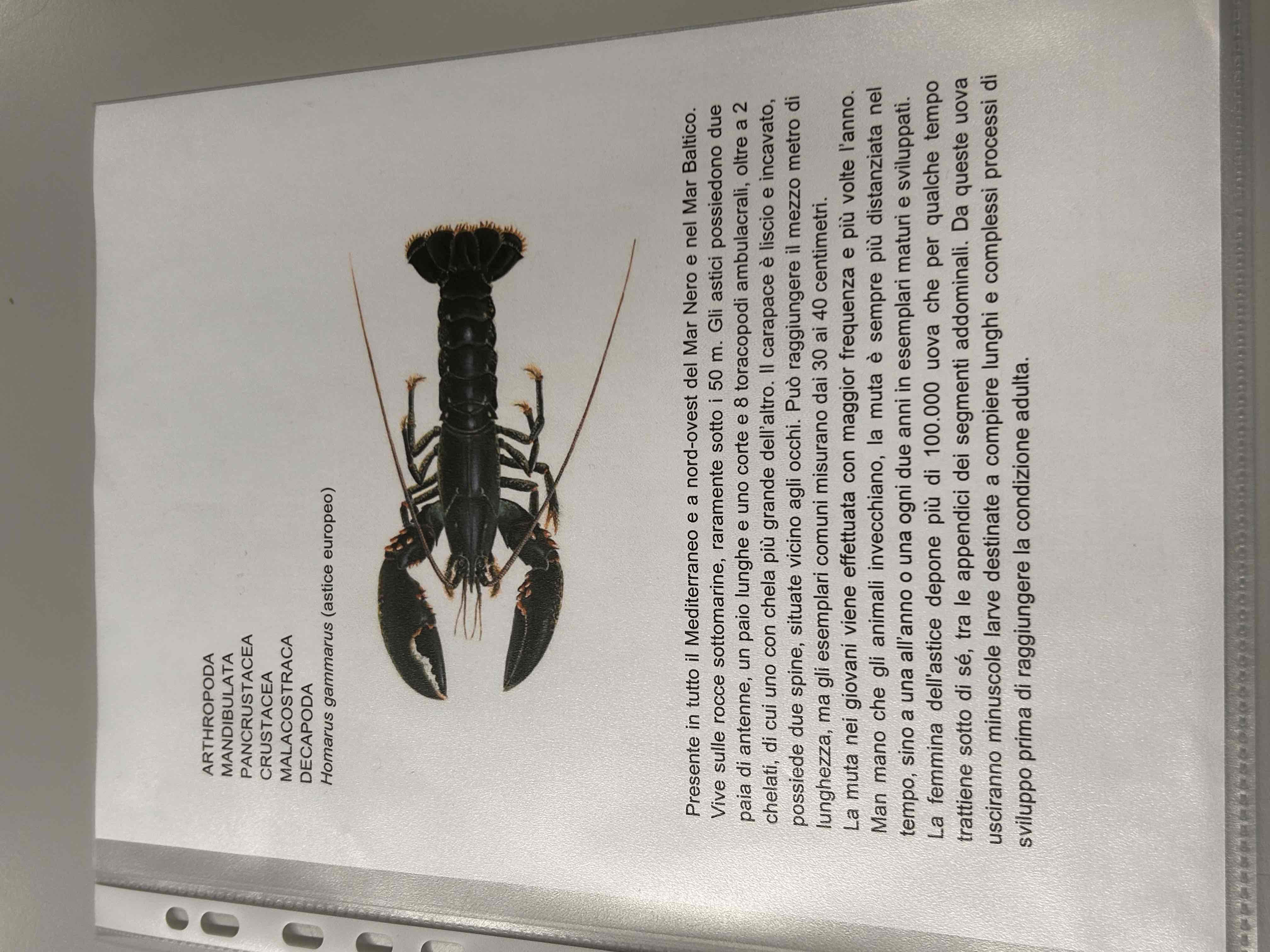 <p>Crostacei</p><p>Malacostraca</p><p>Eumalacostraca</p><p>Decapoda</p><p>Macrura</p><p>Homarus gammarus</p><p>[astice europeo]</p>