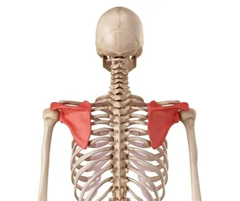 <p>Flat, triangular shoulder blade bone. Features: spine, acromion, coracoid process, glenoid cavity, supraspinous &amp; infraspinous fossae.</p>
