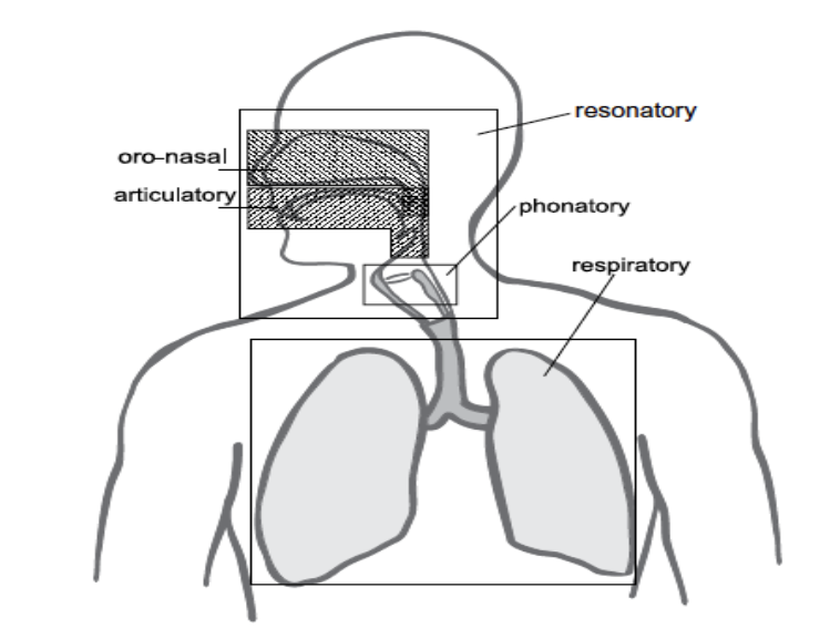 <ul><li><p>respiratory (airflow)</p></li><li><p>phonatory (vocal fold vibration)</p></li><li><p>resonatory (shaping the sound) </p></li><li><p>oro-nasal (mouth or nasal airflow)</p></li><li><p>articulatory (movement of articulators)</p></li></ul><p></p>