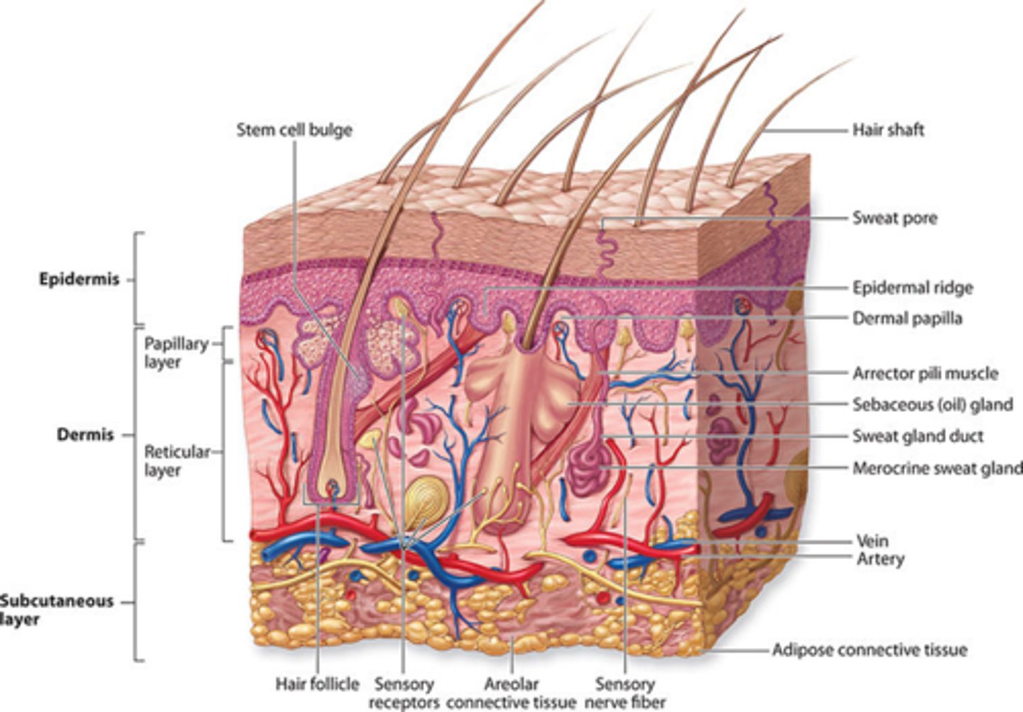 <p>Tactile corpuscles (light touch), Lamellar corpuscles (pressure), Hair follicle receptors</p>