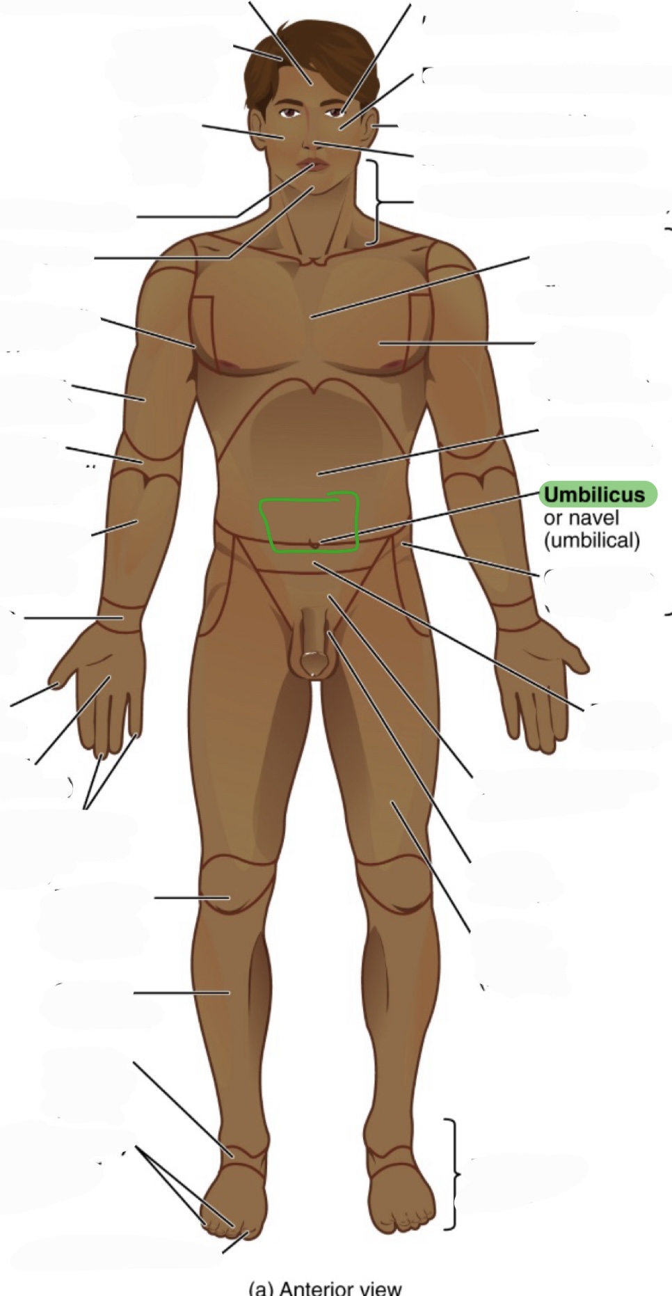 <p>navel</p><p>(aka umbilical)</p>