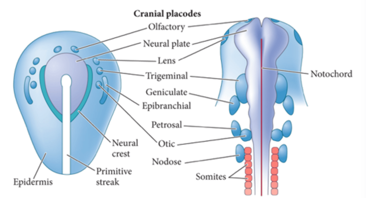 <p>form specific parts of special sensory organs. occur throughout the surface ectoderm and have some neurogenic potential</p>