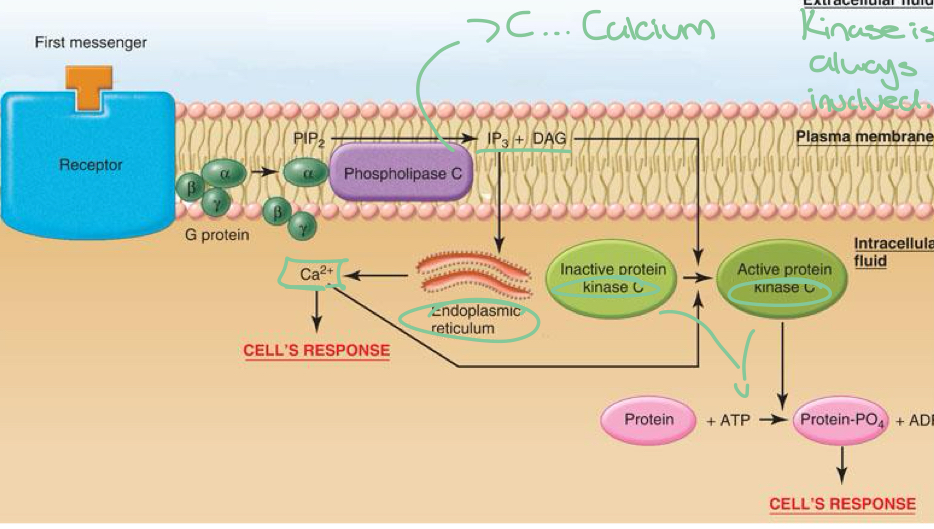 <ul><li><p>Activated IP3 releases Ca2+ from the ER</p></li><li><p>DAG and IP3 activate enzymes and kinase</p></li></ul>
