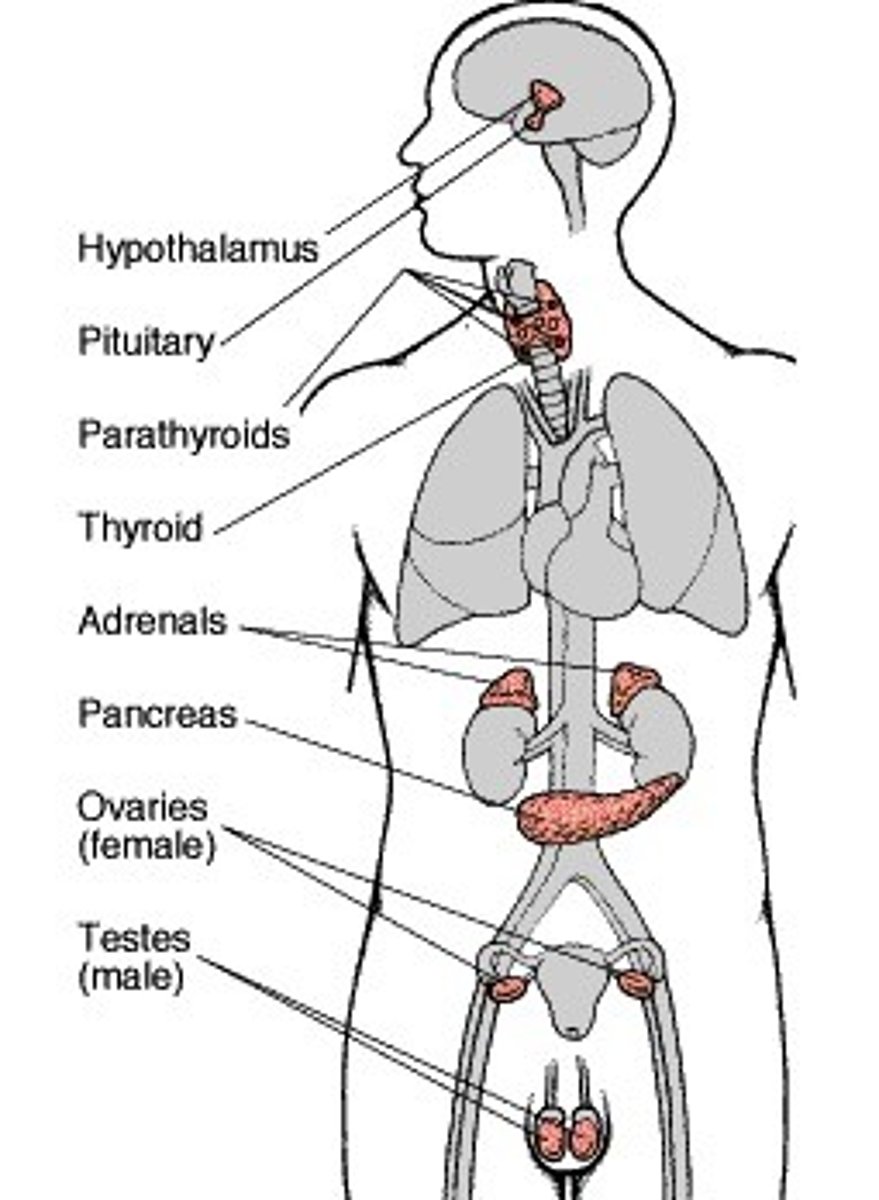 <p>1. Hypothalamus</p><p>2. Pituitary gland</p><p>3. Pineal gland</p><p>4. Thyroid gland</p><p>5. Parathyroid gland</p><p>6. Thymus</p><p>7. Pancreas</p><p>8. Adrenal glands</p><p>9. Gonads (ovaries/testes)</p>