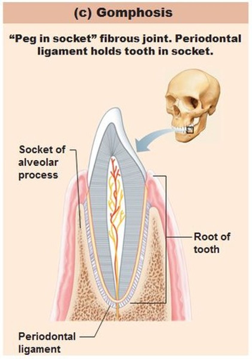 <p>fibrous articulations between the teeth and the mandible (lower jaw bone) or maxilla (upper jaw bones).</p>