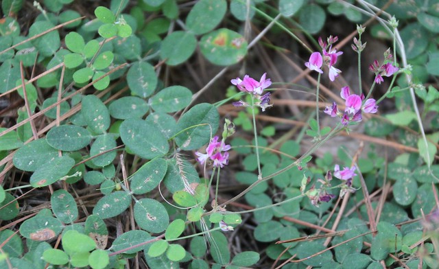 <p><em>Lespedeza </em>spp., Cross-straight, ground trailing</p>