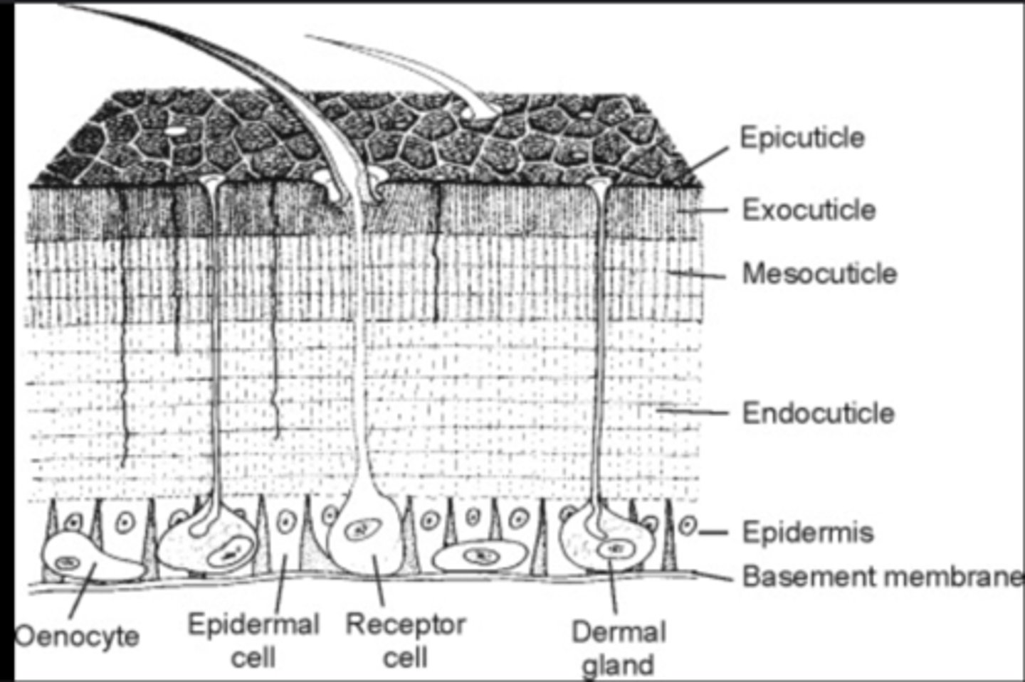 <p>The entire body covering, including the living epidermis and the non-living cuticle layers above it.</p>