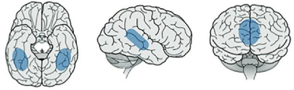 <p>What are the face-selective regions in adults?</p>