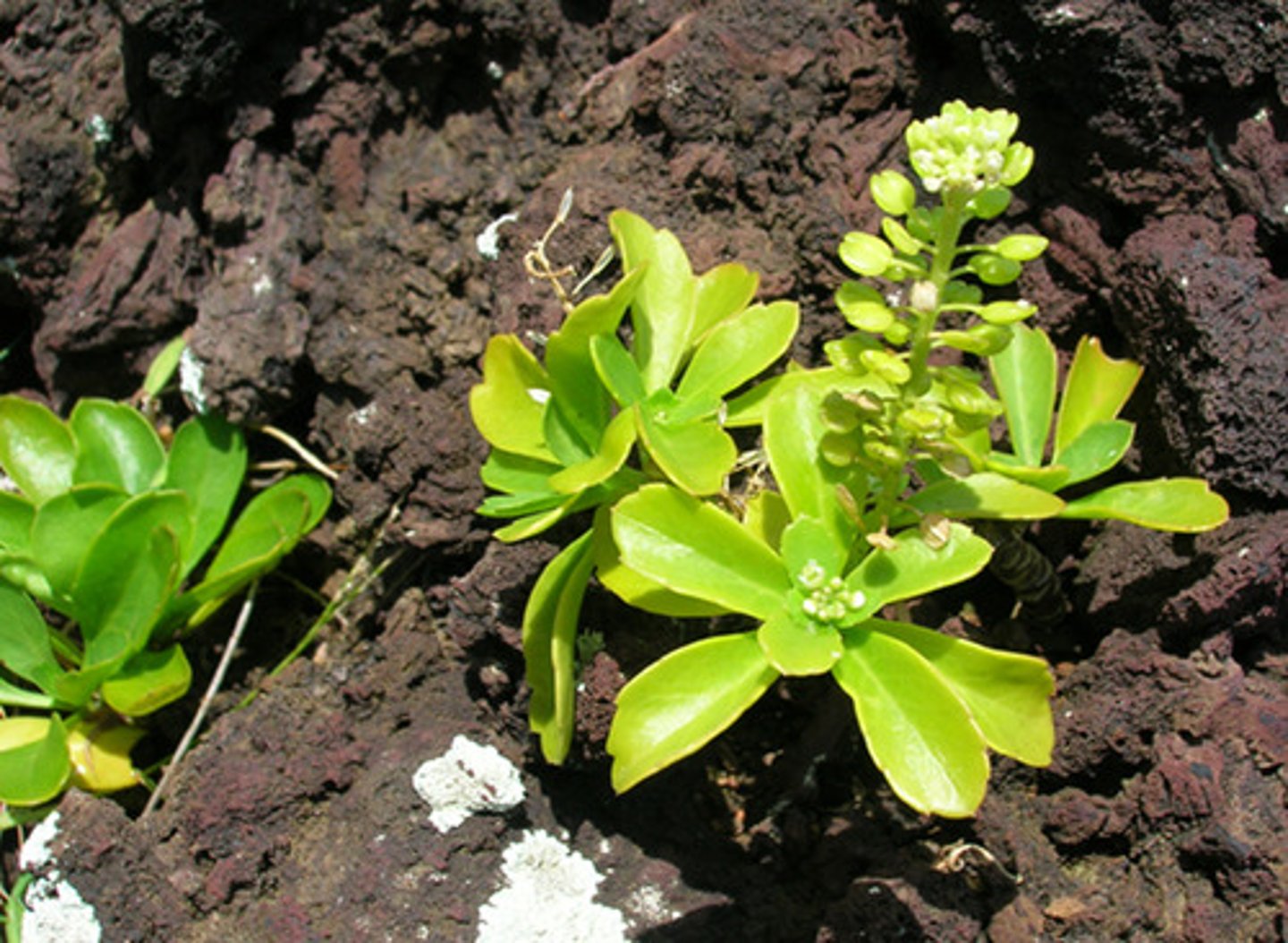 <p>pioneer species</p>