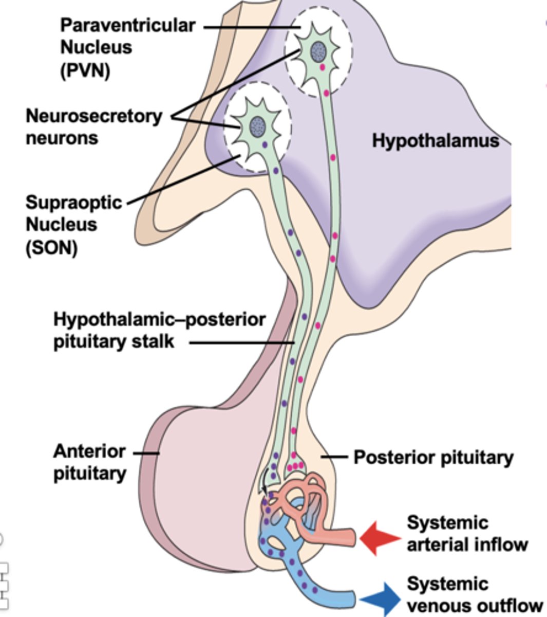 <p>1. Neurosecretory neurons leave the hypotalamus, and travel to the posterior pituitary, via the connecting stalk. </p><p>2. In the posterior pituitary the Neurosecretory neurons release hormones into the blood stream</p>