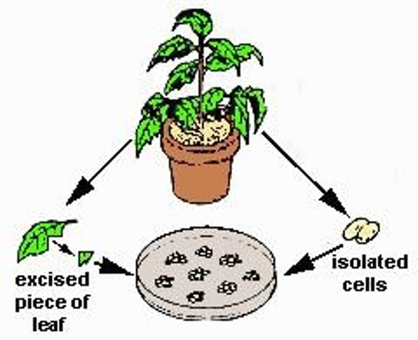 <p>An excised piece of tissue or organ taken from the plant to initiate a tissue culture.</p>
