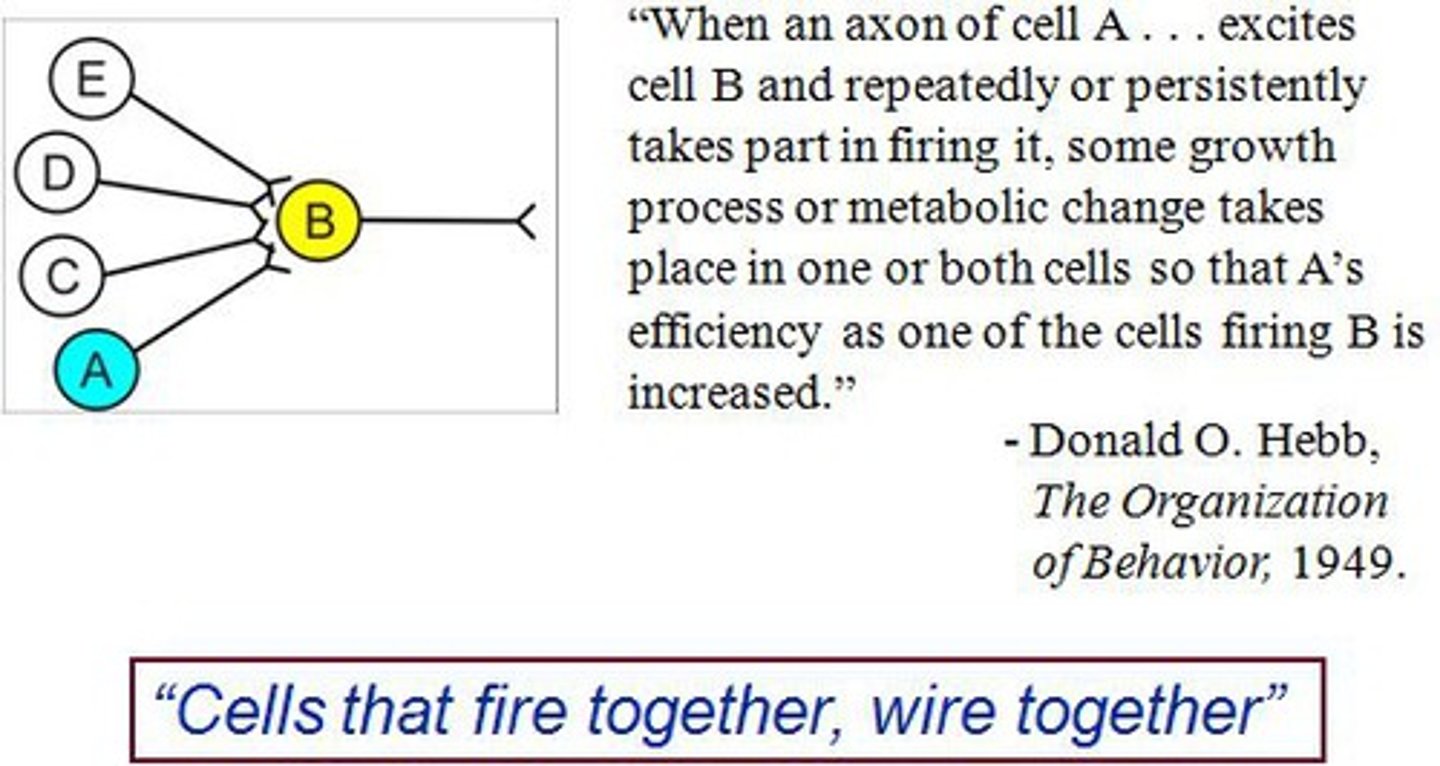 <p>"Neurons that fire together wire together" (many synapses in the brain!)</p>