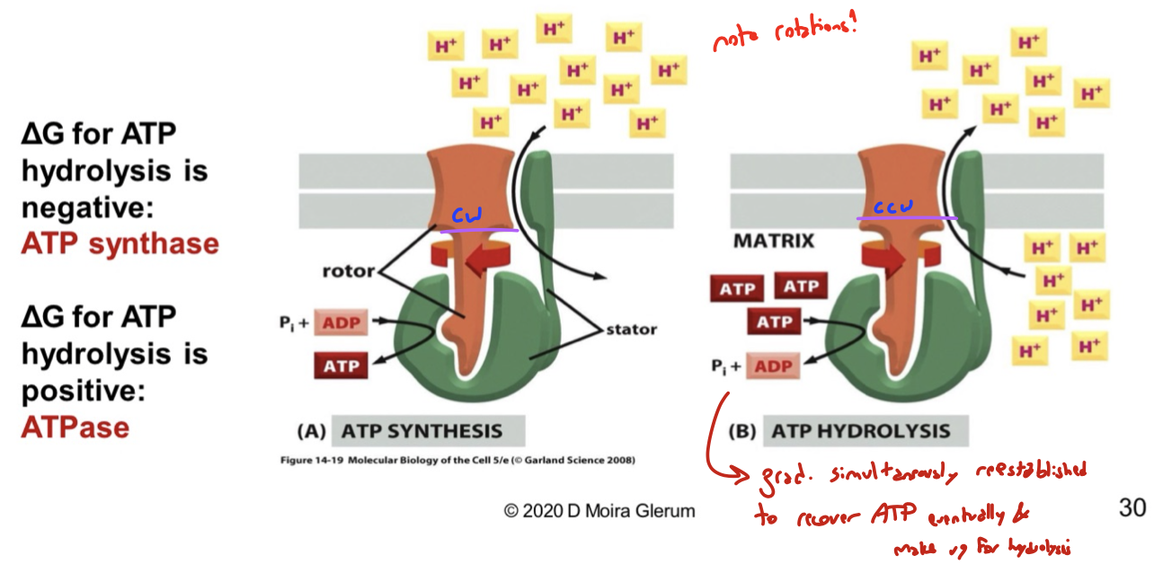 <ul><li><p>clockwise: performs ATP synthesis. protons are pumped into mito matrix. motor acts as an ATP synthase because deltaG for hydrolysis is negative</p></li><li><p>counter-clockwise: performs ATP hydrolysis. protons are pumped out of mito matrix. motor acts as an ATPase when deltaG for hydrolysis is positive</p></li></ul><p>these directions are in equilibrium: the proton gradient is simultaneously re-established to recover ATP eventually and make up for hydrolysis</p>