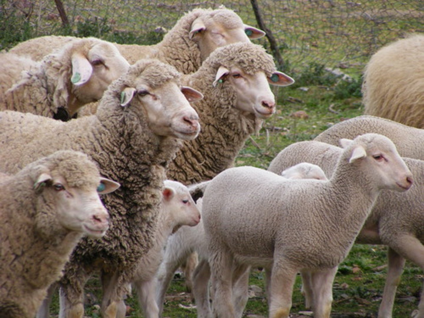 <p>sheep (plural)</p>