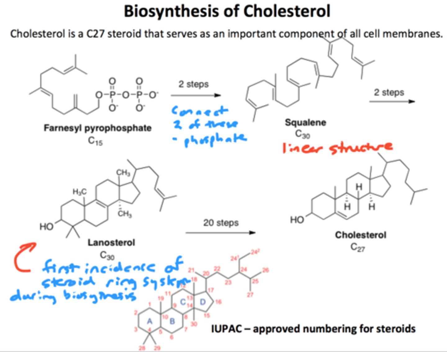 <p>The process by which living organisms produce larger molecules from smaller ones.</p>