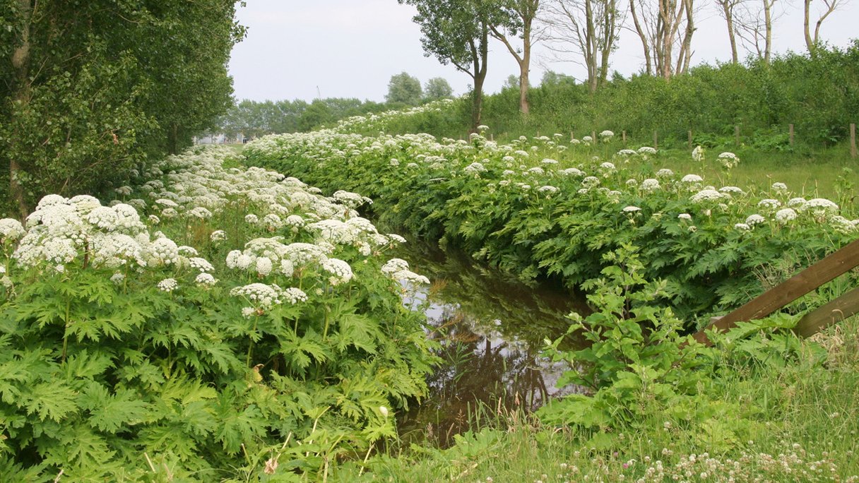 <p>Gewone berenklauw (Schermbloemenfamilie)</p>