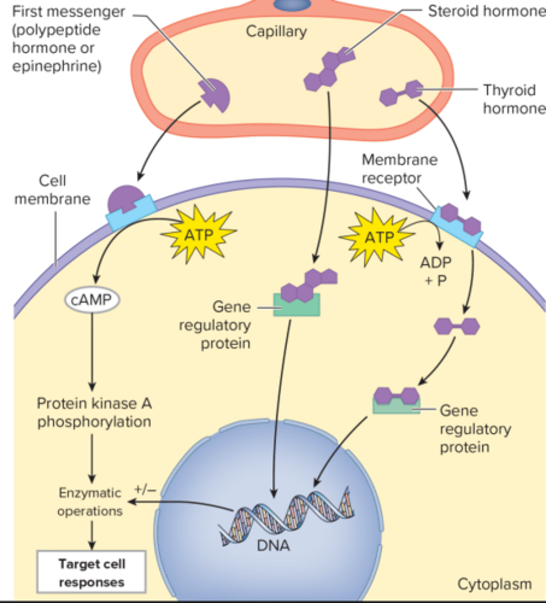 <p>through receptores in cell membranes</p>