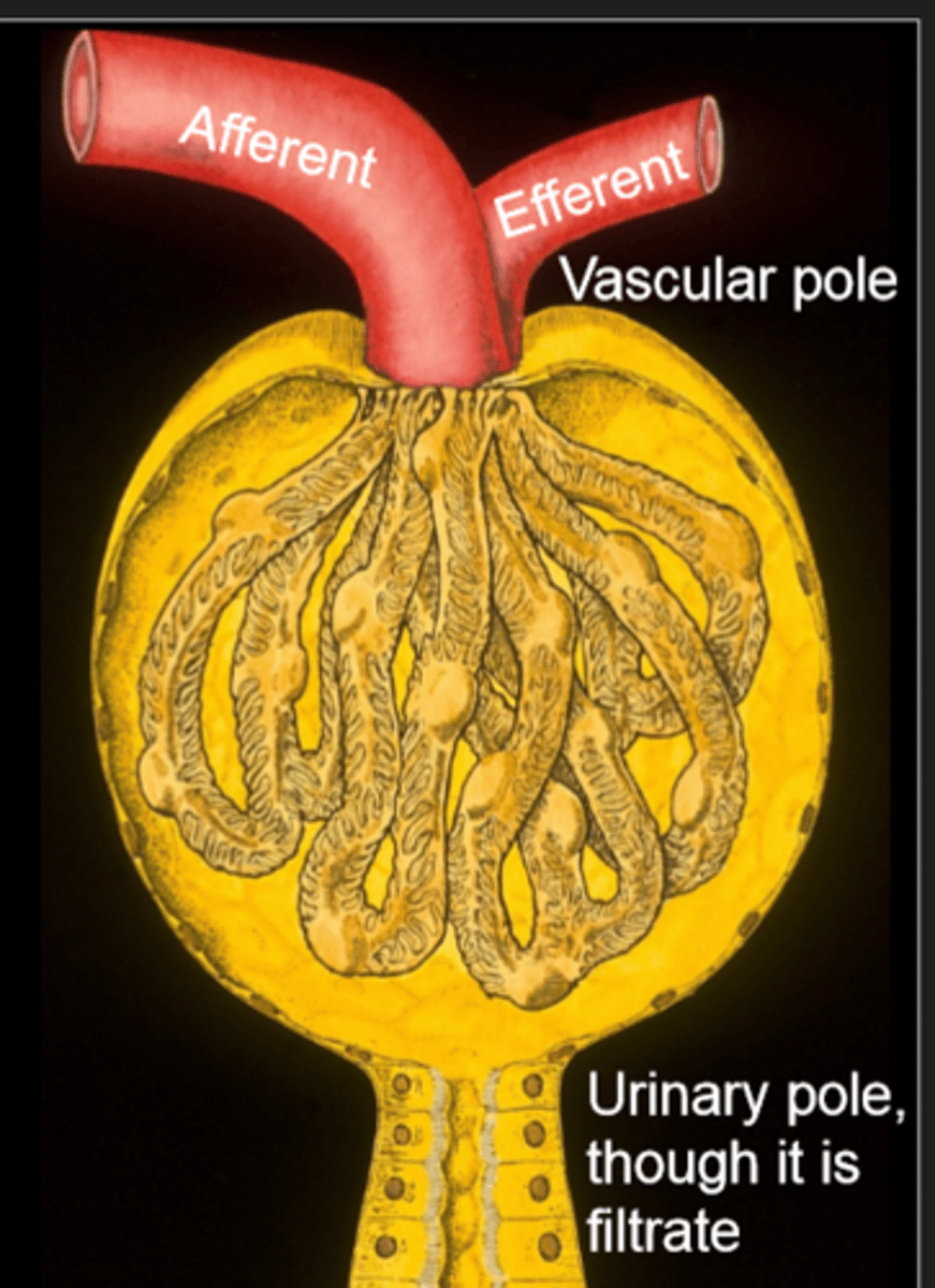 <p>glomerulus and bowman's capsule</p><p>- capillary bed between an afferent and efferent arteriole</p>